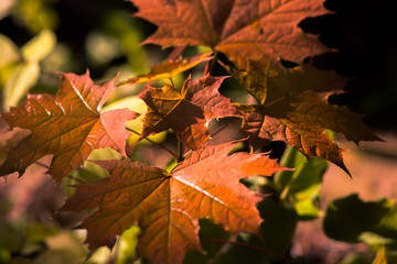 maple leaves in autumn