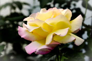selective color of yellow pink rose blossom - 291671166