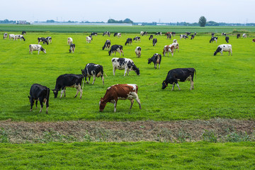 Naklejka premium Grasende Kühe auf einer Weide in den Niederlande