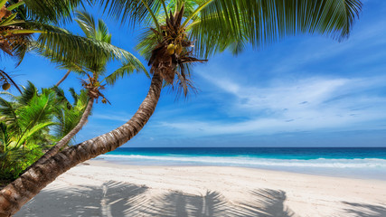 Tropical white sand beach with coco palms and turquoise sea in Jamaica Paradise island.