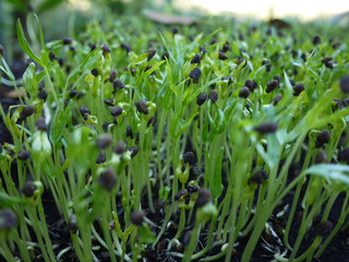 green grass with water drops