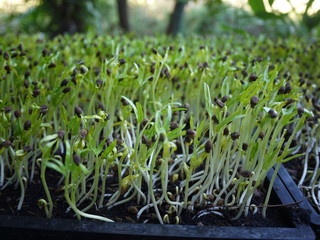 green sprouts in the garden