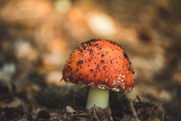Poisonous red fly agaric in the autumn forest