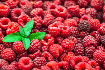 Fresh raspberries background closeup and mint leaves. Backdrop for your design . The concept of a healthy diet.
