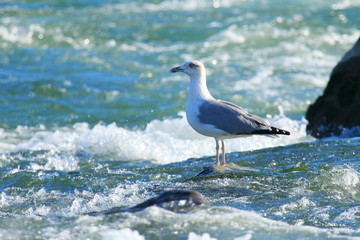 Seagull on the rock in rough river 
