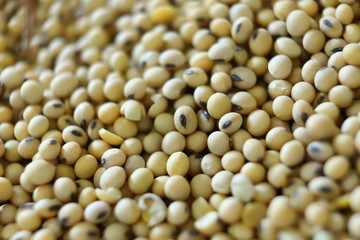 Soybean, dry yet untreated soybean, in the farmer's hangar Soybean, closeup. Open soy pods on the background of dry beans.