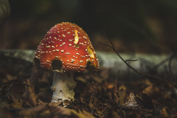 Poisonous red fly agaric in the autumn forest