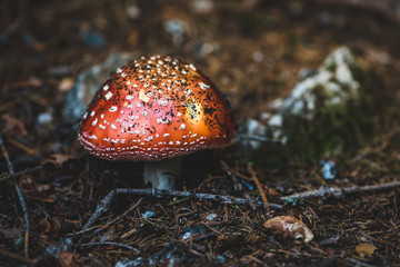 Poisonous red fly agaric in the autumn forest
