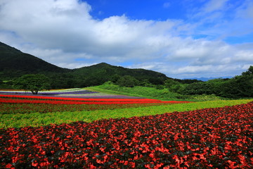宮城県　秋のやくらいガーデン