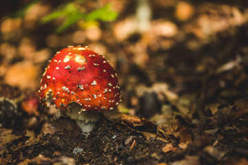 Poisonous red fly agaric in the autumn forest