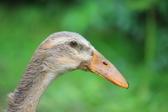 Close Up Of The Head Of A Runner Duck