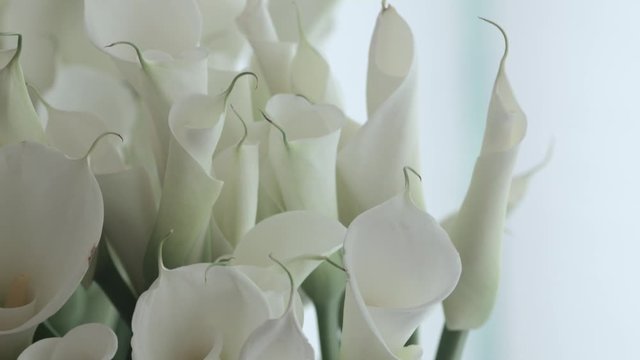 Bouquet of large white callas in a large vase. Decoration at the event.