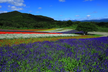 宮城県　秋のやくらいガーデン