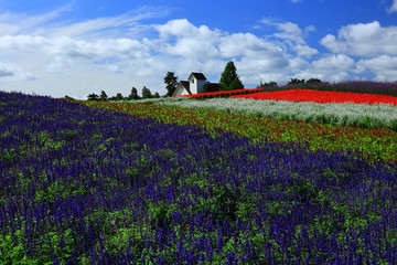 宮城県　秋のやくらいガーデン