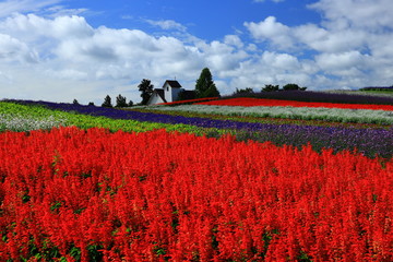 宮城県　秋のやくらいガーデン
