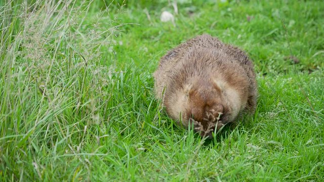 Bobak marmot, Marmota bobak nibbles grass on the field. Summer evening.