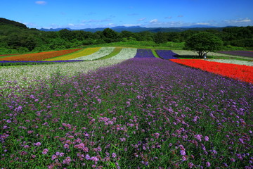 宮城県　秋のやくらいガーデン