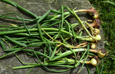 Onion lies on a wooden board, onion crop
