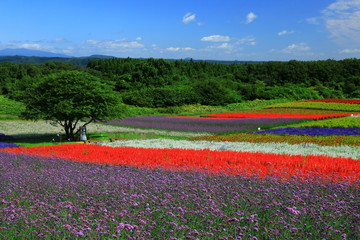 宮城県　秋のやくらいガーデン