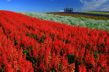 宮城県　秋のやくらいガーデン