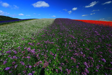宮城県　秋のやくらいガーデン