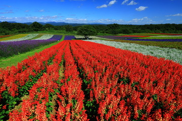 宮城県　秋のやくらいガーデン