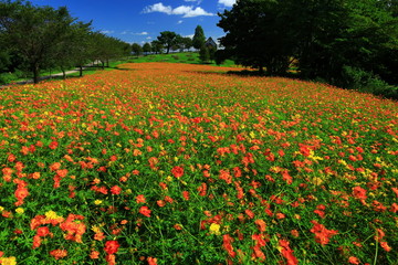 宮城県　秋のやくらいガーデン