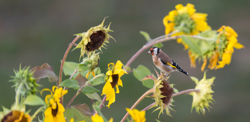 Goldfinch sits on a faded sunflower in front of blurred background
