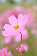 Obraz premium cosmos in the field