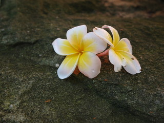 Obraz na płótnie Canvas frangipani flower on stone