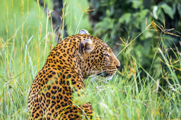 Fototapeta na wymiar Leopard in Masai Mara Reserve
