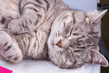 The gray cat lies on a sofa