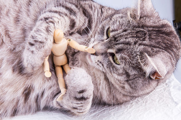 Beautiful grey cat plays with human model for artists