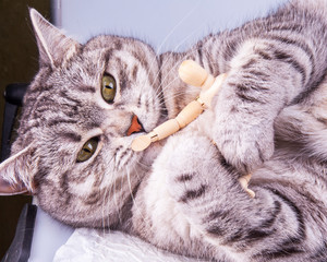 Beautiful grey cat plays with human model for artists
