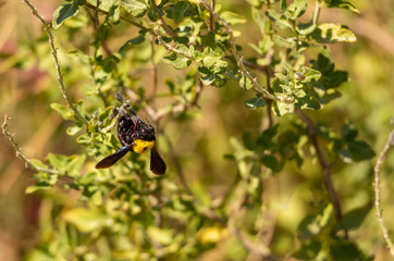 A bumblebee on a flower in the garden