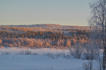 Panoramic view of winter arctic snow covered forest under the sunset lights. Midnight sun in Lapland, Finland