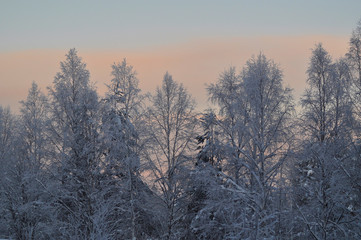 Midnight sun in Lapland, Finland. Panoramic view of winter arctic snow covered trees and forest under the sunset lights. 
