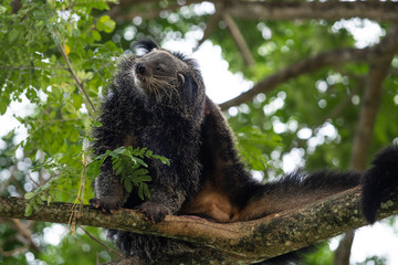 Binturong or philipino bearcat sitting on the tree