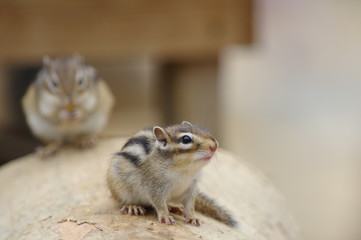 シマリス