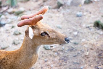 Close up dear head in the zoo.