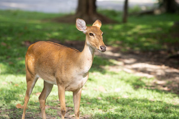 Dear or Antelope in green grass. Lamung in the zoo.