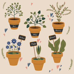 Vector illustration of houseplants in ceramic pots. Plants for home garden: basil. rosemary, spinach, mint, tulip and gerbera, with signed tags.