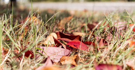 Red leaves in the grass cover ground.