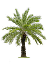 Obraz premium Isolated palm tree on white background.