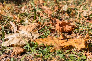 Autumn dry maple leaves on the ground.