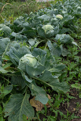 Natural cabbage in organic farm