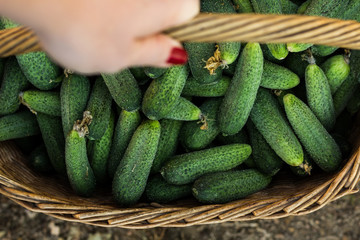 Basket full with fresh cucumbers from organic garden. Gardening concept. Close up, top view