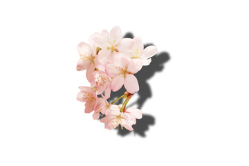 Spring floral background. Sakura flowers with shadow.isolated white background.
