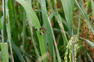 dew on grass
