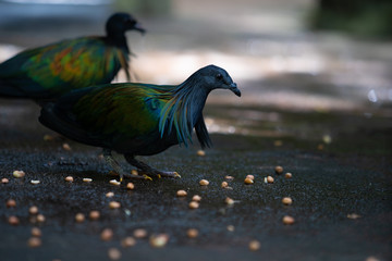 Nicobar pigeon are eating seeds on a feeding area by zoo staff.